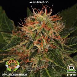 Venus Genetics Viuda Blanca... 2