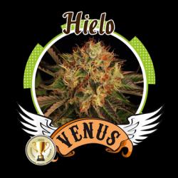 Venus Genetics Hielo Fem.