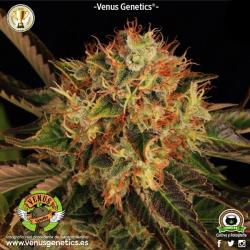 Venus Genetics Hielo Fem. 2