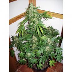 Venus Genetics Double... 2