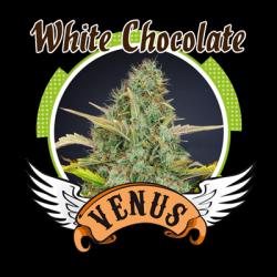 Venus Genetics White...