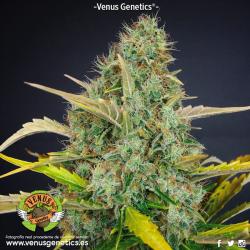 Venus Genetics White... 2