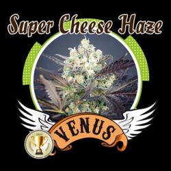 Venus Genetics Super Cheese...