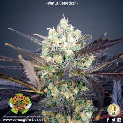 Venus Genetics Super Cheese... 2