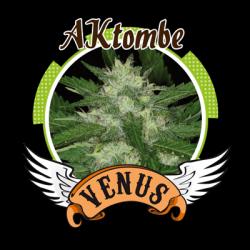 Venus Genetics AKtombe Fem.