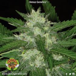 Venus Genetics AKtombe Fem. 2