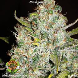 Venus Genetics Critical... 2