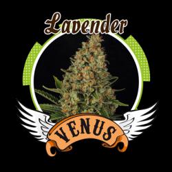 Venus Genetics Lavender Fem.