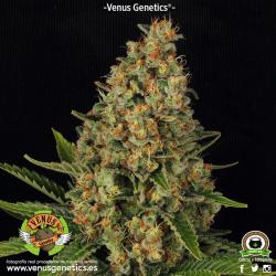 Venus Genetics Lavender Fem. 2