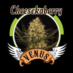 Venus Genetics Cheese...