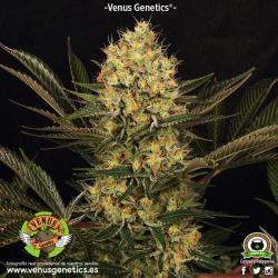 Venus Genetics Cheese Kaberry Fem. - Imagen 1 2