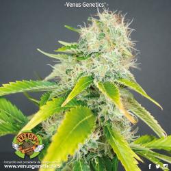 Venus Genetics Super Haze Fem. 2