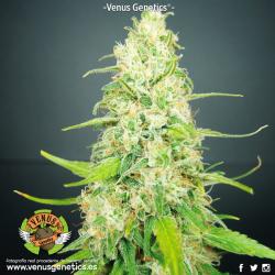 Venus Genetics Jack Attack... 2