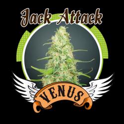 Venus Genetics Kamikhaze Fem.