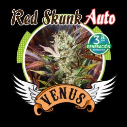 Venus Genetics Red Skunk Auto