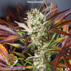 Venus Genetics Red Skunk Auto 2
