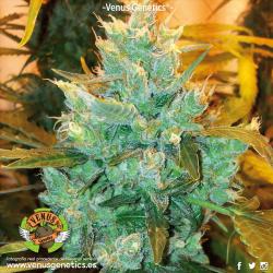 Venus Genetics Afgan Ryder... 2