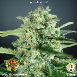 Venus Genetics AKtombe Auto 2
