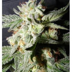 The Kush Brothers...