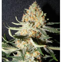 The Kush Brothers Exotic...