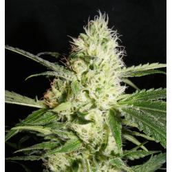 The Kush Brothers YellowStone Fem - Imagen 1