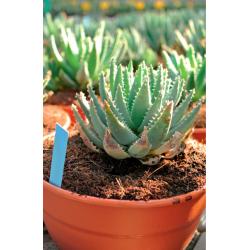 Etiqueta PVC de Punta 2.0x12cm (500Und) - Imagen 1 2