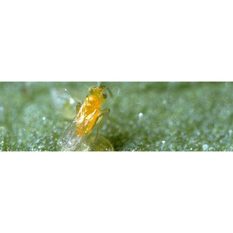 Ercal 3000/Bote Eretmocerus Eremicus (Mosca Blanca) - Imagen 1