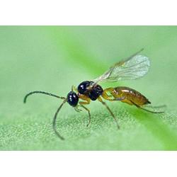 Aphipar 500 Aphidius Colemani 500 Momias (Pulgon) - Imagen 1