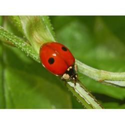 Aphidalia 100 Adalia Bipunctata (Pulgon) - Imagen 1