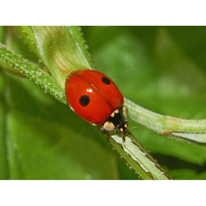 Aphidalia 100 Adalia Bipunctata (Pulgon) - Imagen 1