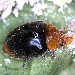 Cryptobug 25 Cryptolaemus Montrouzieri(Cochinilla) - Imagen 1