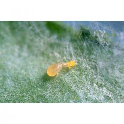 Swirski-Mite Plus Amblysei Swirskii (Mosca Blanca)   Caja 100 Sobres - Imagen 1
