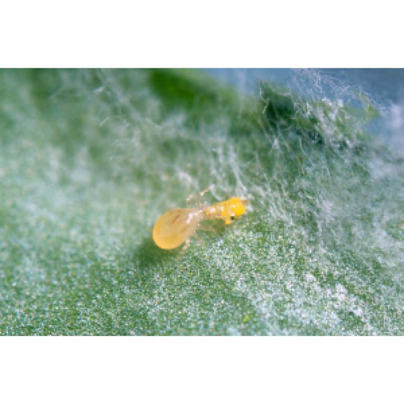 Swirski-Mite Plus Amblysei Swirskii (Mosca Blanca)   Caja 100 Sobres - Imagen 1
