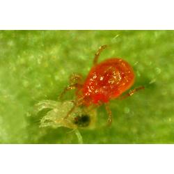 Spidex Phytoseiulus Persimilis (Araña Roja) - Imagen 1