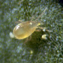 Thripex Amblyseius Cucumeris (Trips) - Imagen 1
