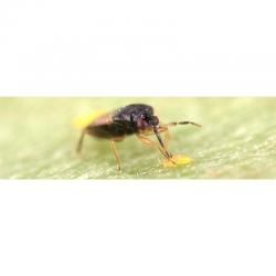 Thripor-L Orius Laevigatus ( 500 Adultos Y Ninfas) (Trips) - Imagen 1