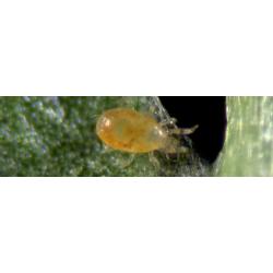 Spical 25000 Neoseiulus Californicus (Araña Roja) - Imagen 1