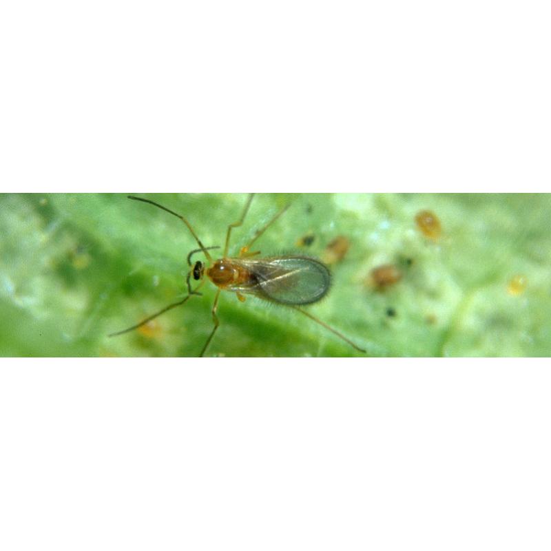 Spidend 250 Feltiella Acarisuga (Araña Roja) - Imagen 1
