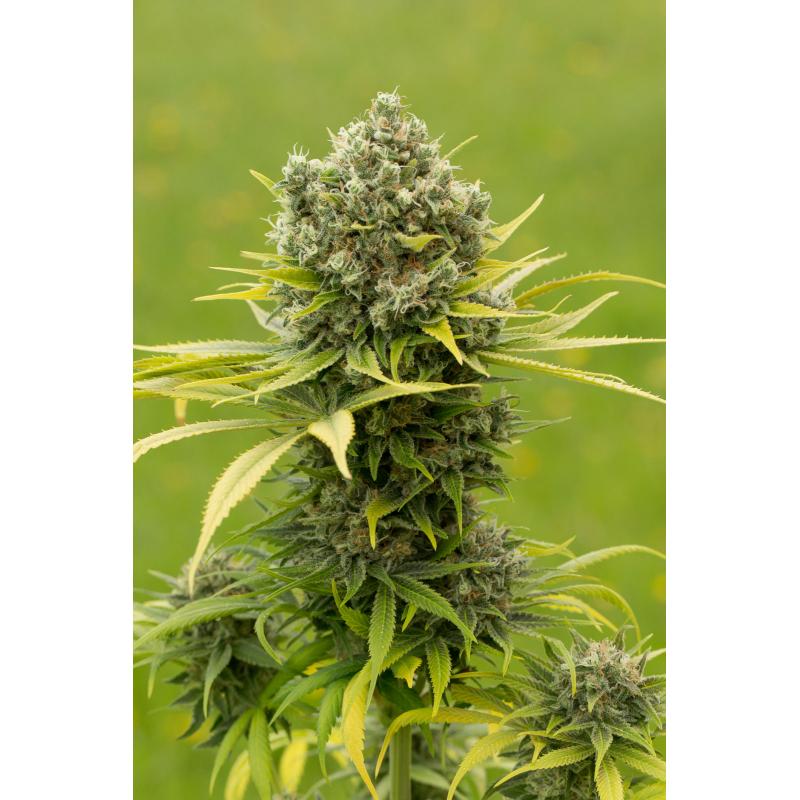 Dinafem Dinamed CBD Plus Fem - Imagen 1