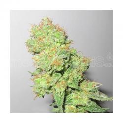 Medical Seeds Y Griega CBD