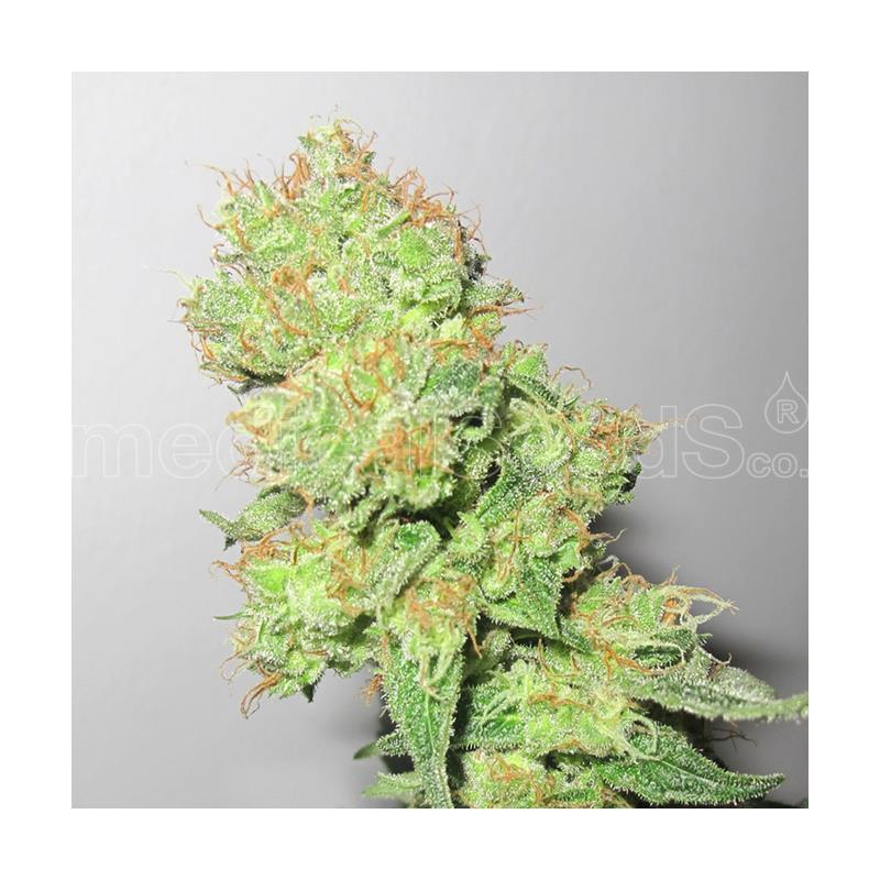 Medical Seeds Y Griega CBD - Imagen 1