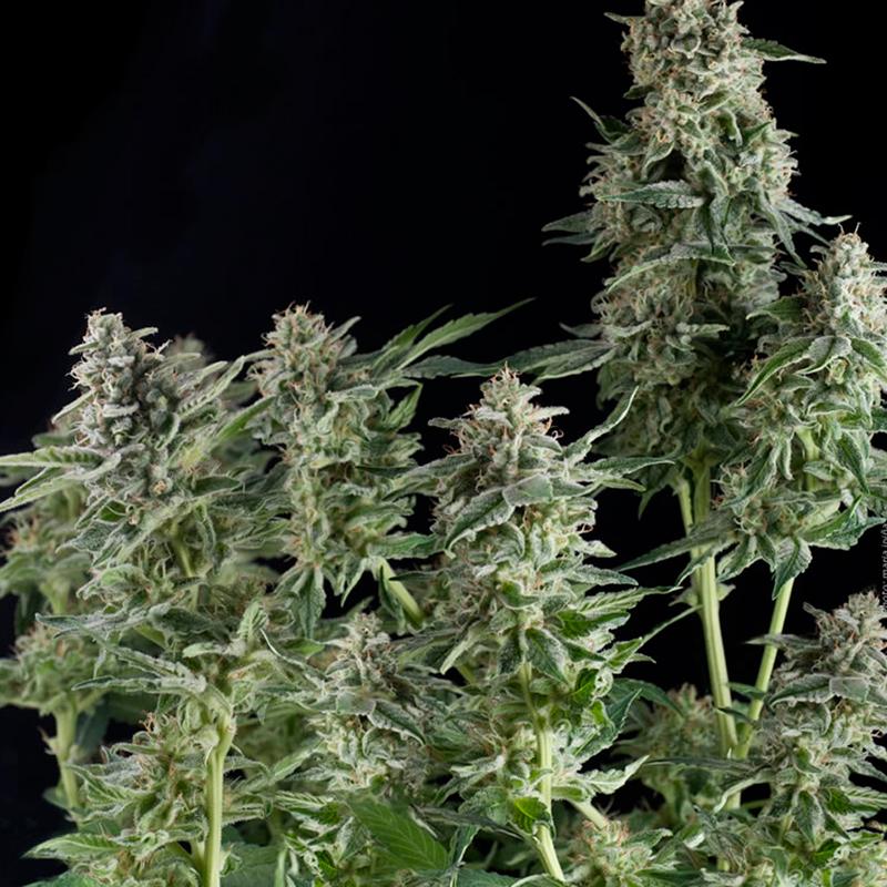 Pyramid Seeds Northern Lights CBD - Imagen 1