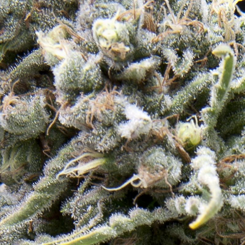 Pyramid Seeds Auto White Widow CBD - Imagen 1